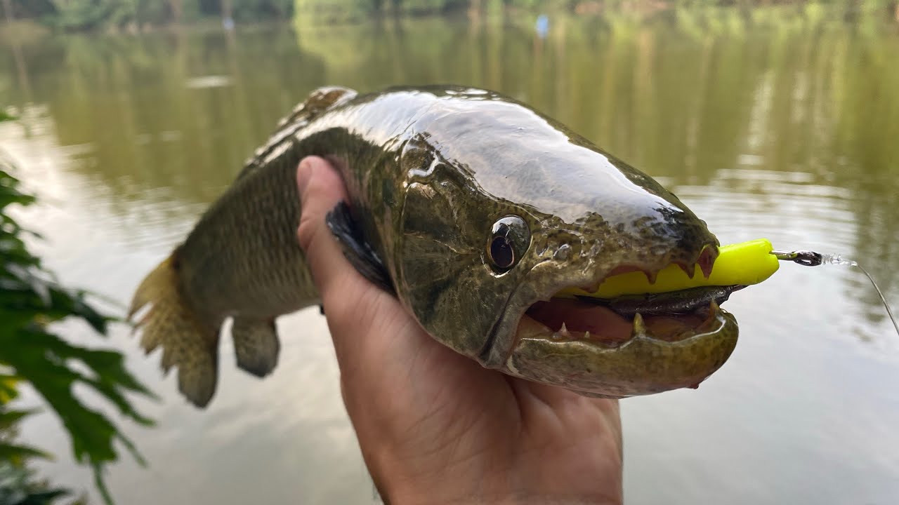 Como pescar Traíra com Isca Soft (Criaturas) - BPE Pesca