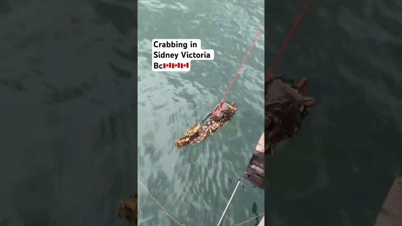 Crabbing in Sidney Victoria Bc🇨🇦🇨🇦🇨🇦
