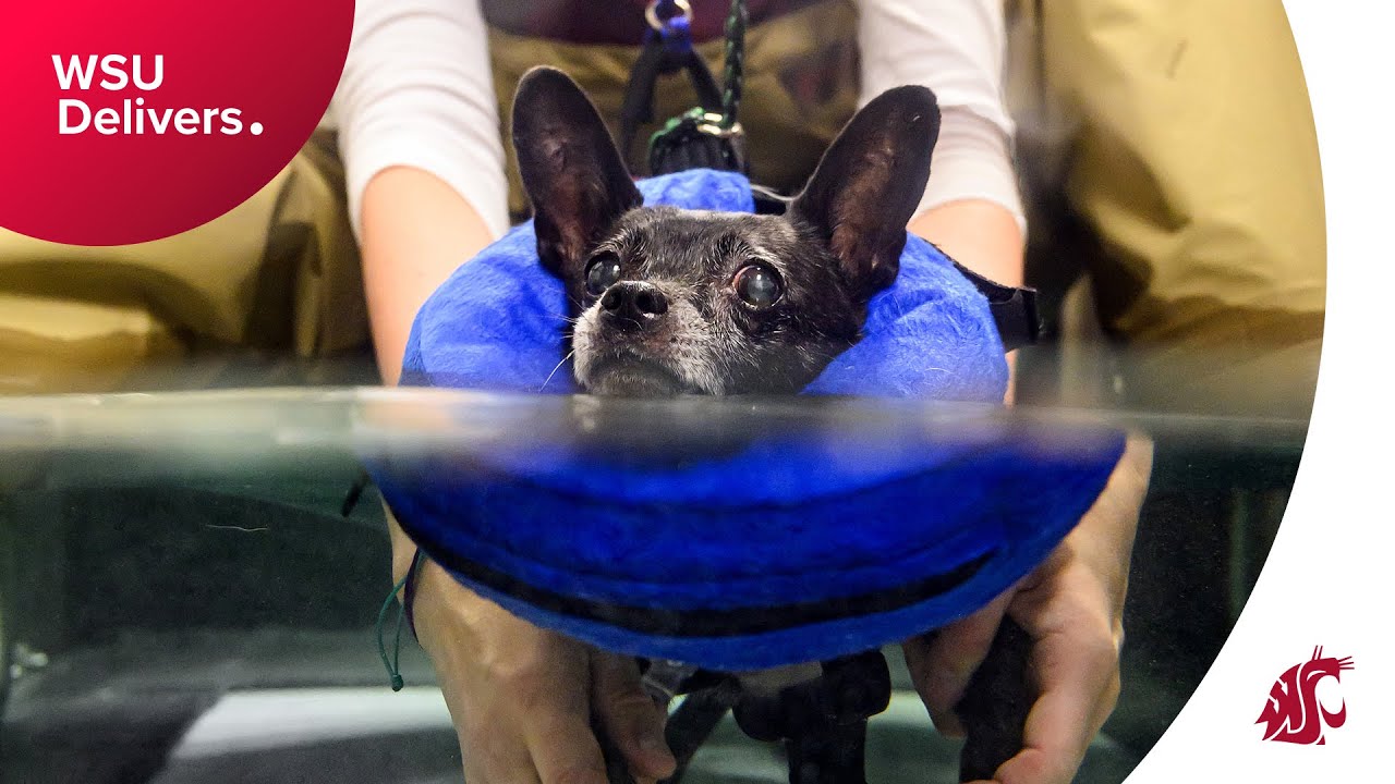 WSU helps animals rehab after injury