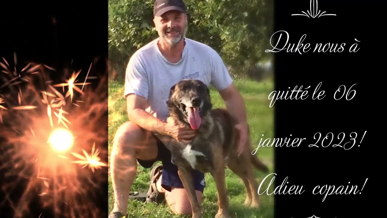 DDS: Elevage Des Derniers Centurions chiens de race, Pension canine et féline, vente accessoires