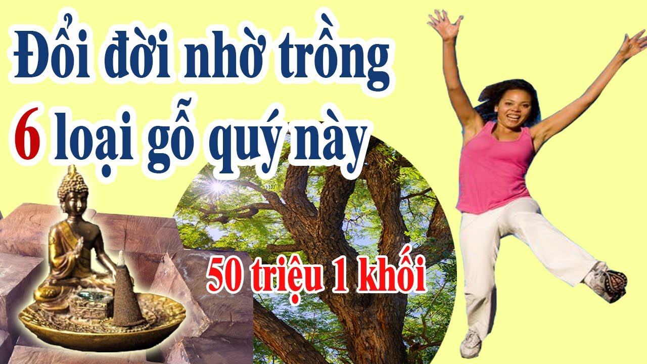 6 Loại Cây Gỗ Quý Giúp Người Dân Đổi Đời Sau 10 Năm | Nông Lâm TV
