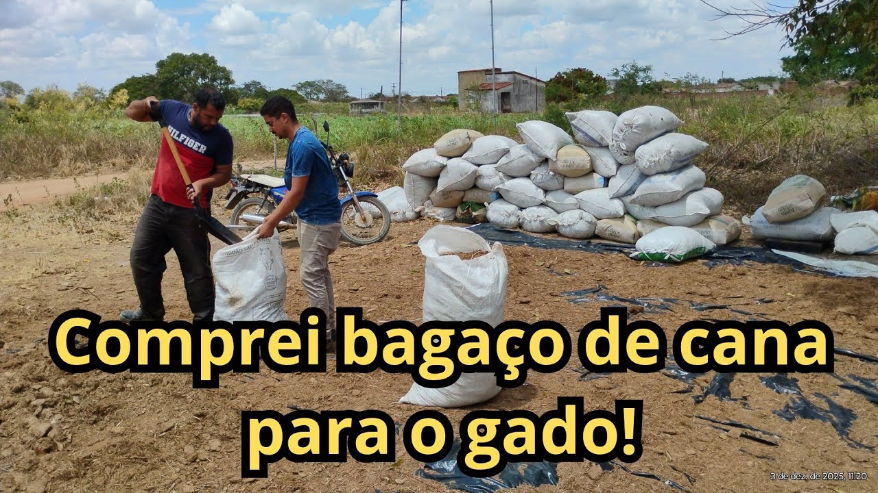 Comprei bagaço de cana para o gado! #gado #bagaçodecana #alimentovolumoso 