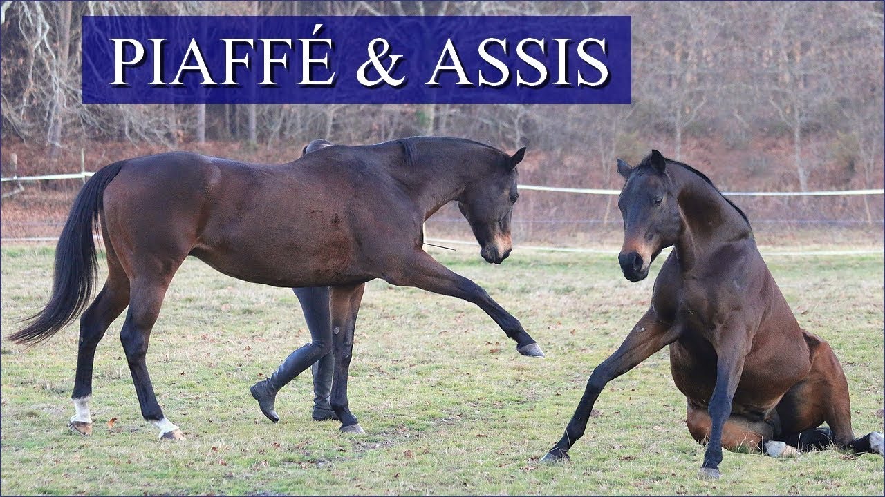 DÉBUT DU PIAFFÉ ET DU ASSIS POUR BALY ! - #VLOG