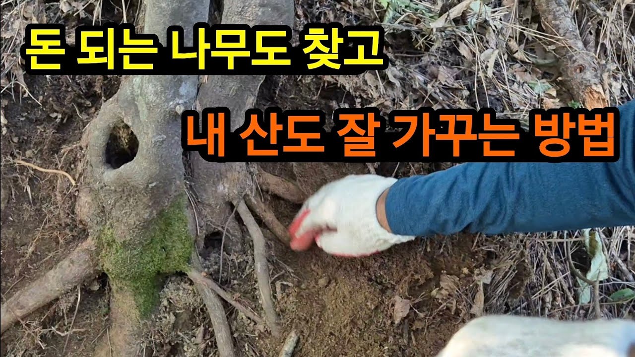 내 산을 잘 가꾸는 방법 그리고 산마늘로 임업경영체 등록 #임업후계자 #산철쭉 #때죽나무 #물푸레 #산마늘 #조경수 #님사랑 #임업경영체