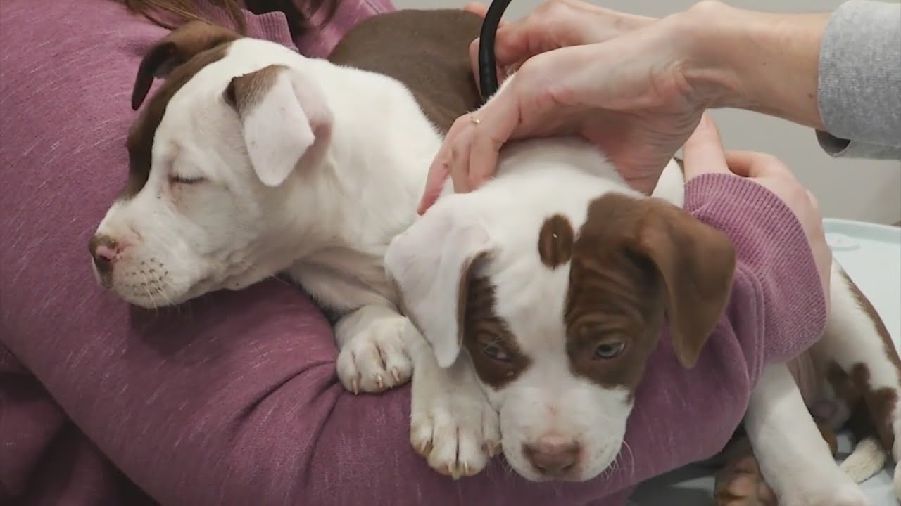Surviving animals from Granville seizure recovering