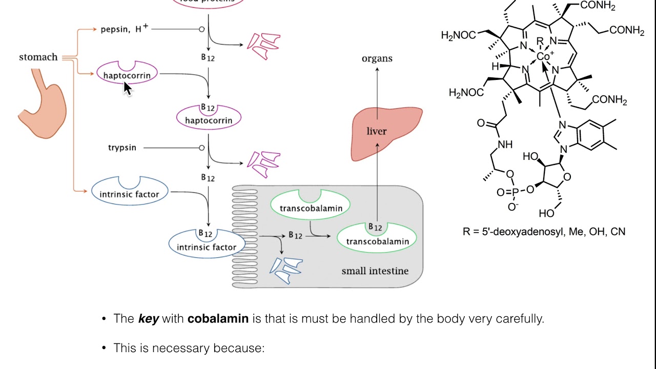 Digestion, Absorption, & Handling of Vitamin B12 (Cobalamin)