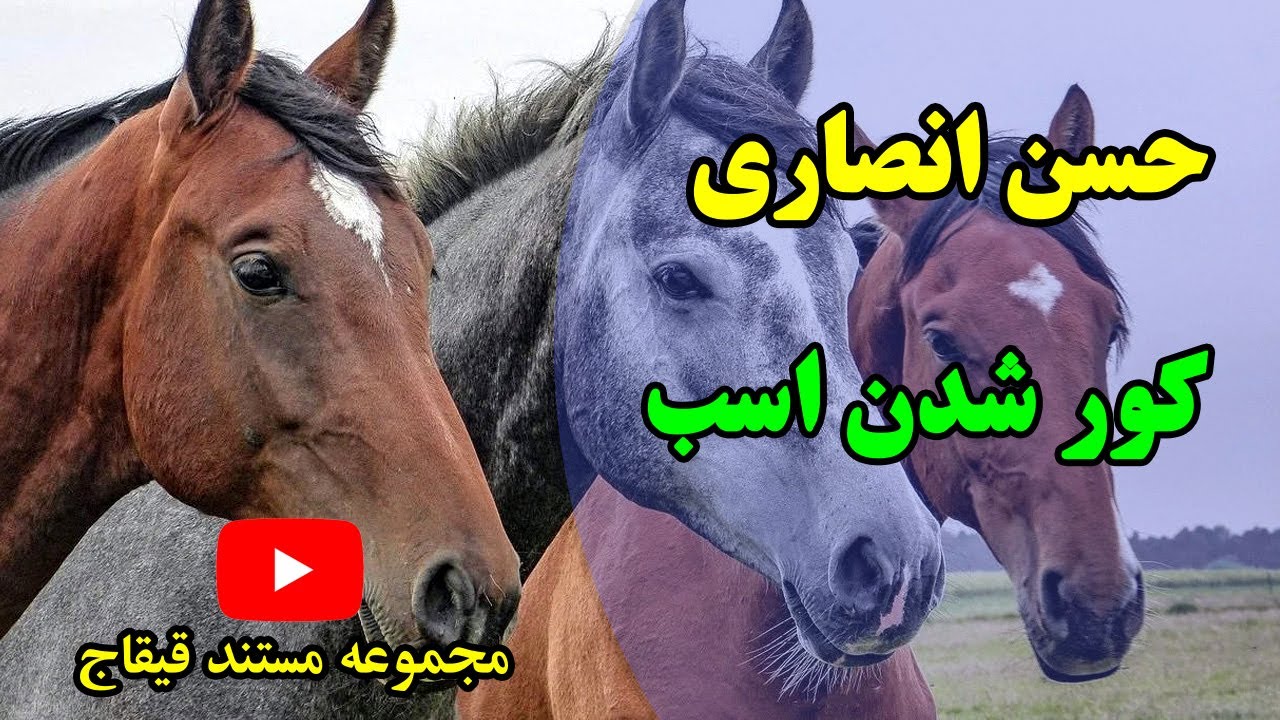 چگونه یک اسب کور میشود؟ محیط زندگی اسب ها در طبیعت.