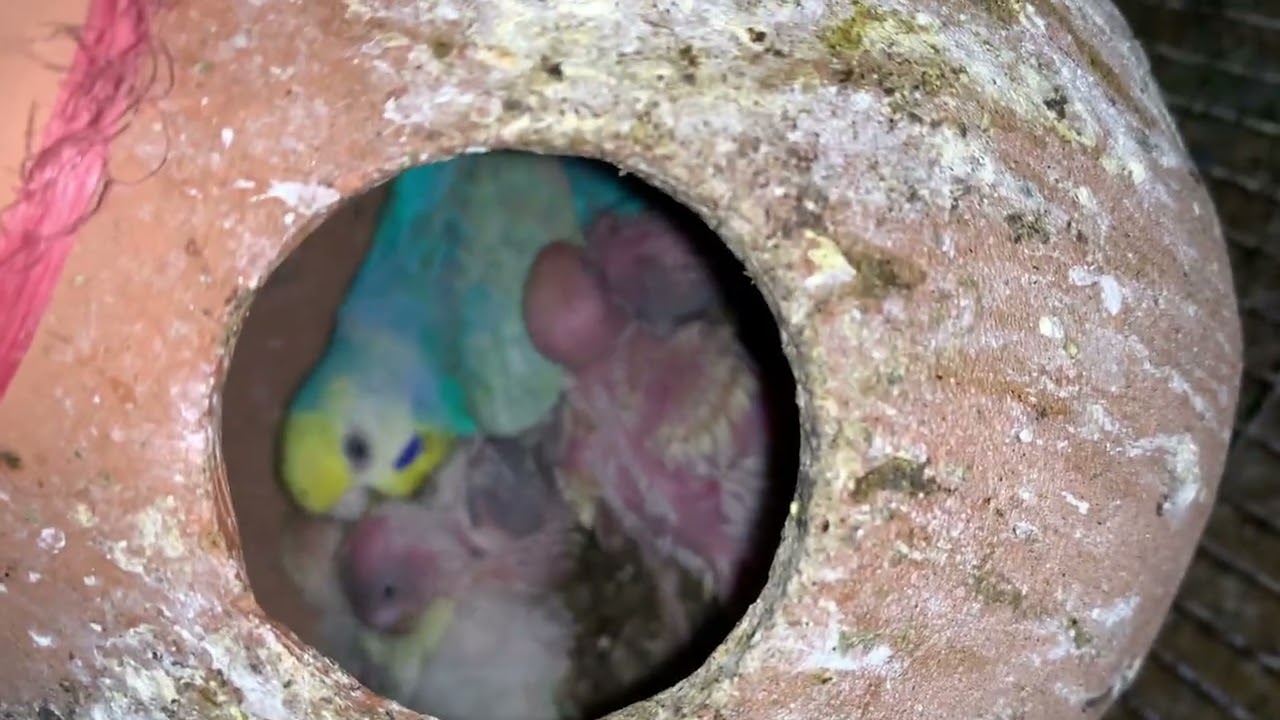 Turkish Quality Rainbow available 03472433231 WhatsApp || BREEDING PROGRESS OF RAINBOW BUDGIES 
