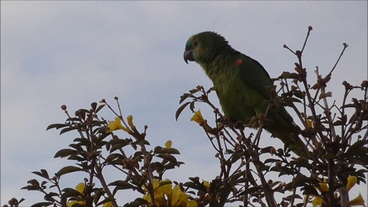 O canto do Papagaio verdadeiro, livre natureza.