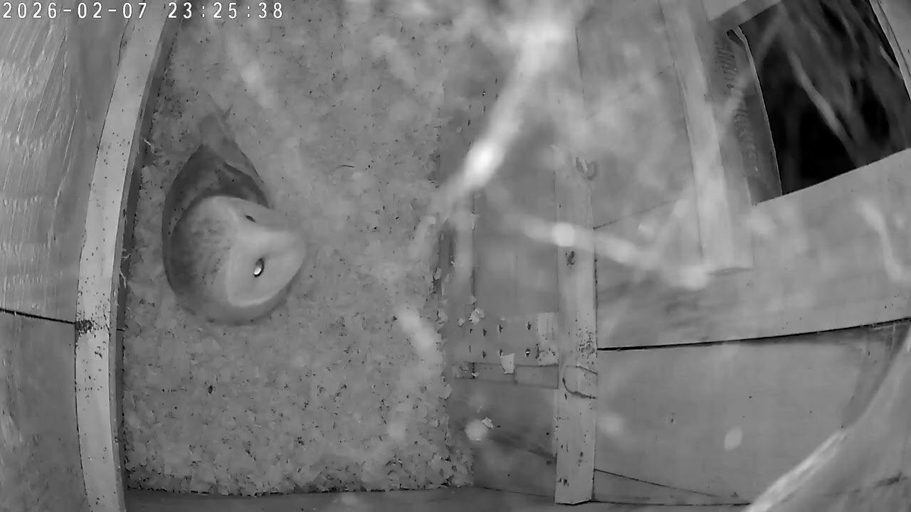Barn owl visit 07 02 2026