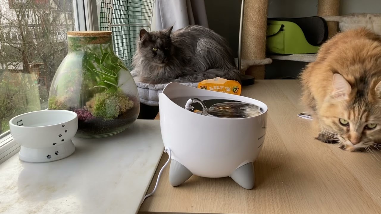 自動給水機入手しました！Bought a PIXI cat water fountain from CatIt!