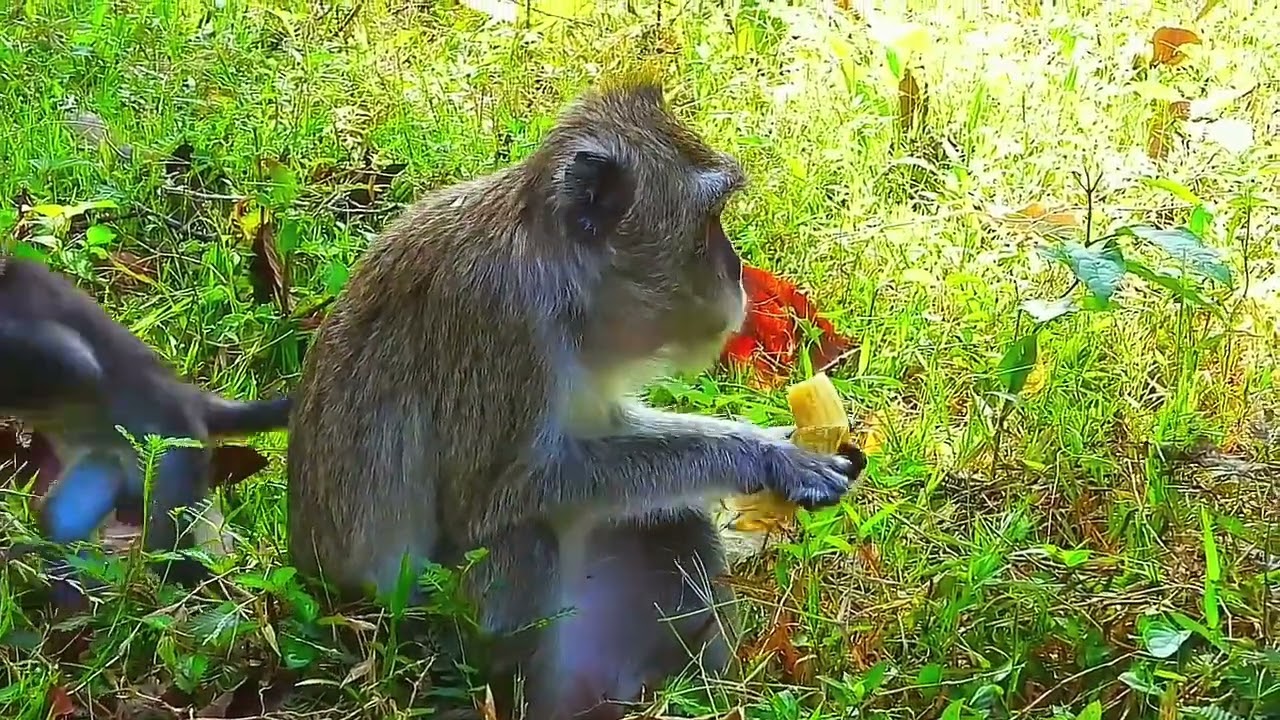 Vigo actively walks around Mac Vegas / Cute Macaque