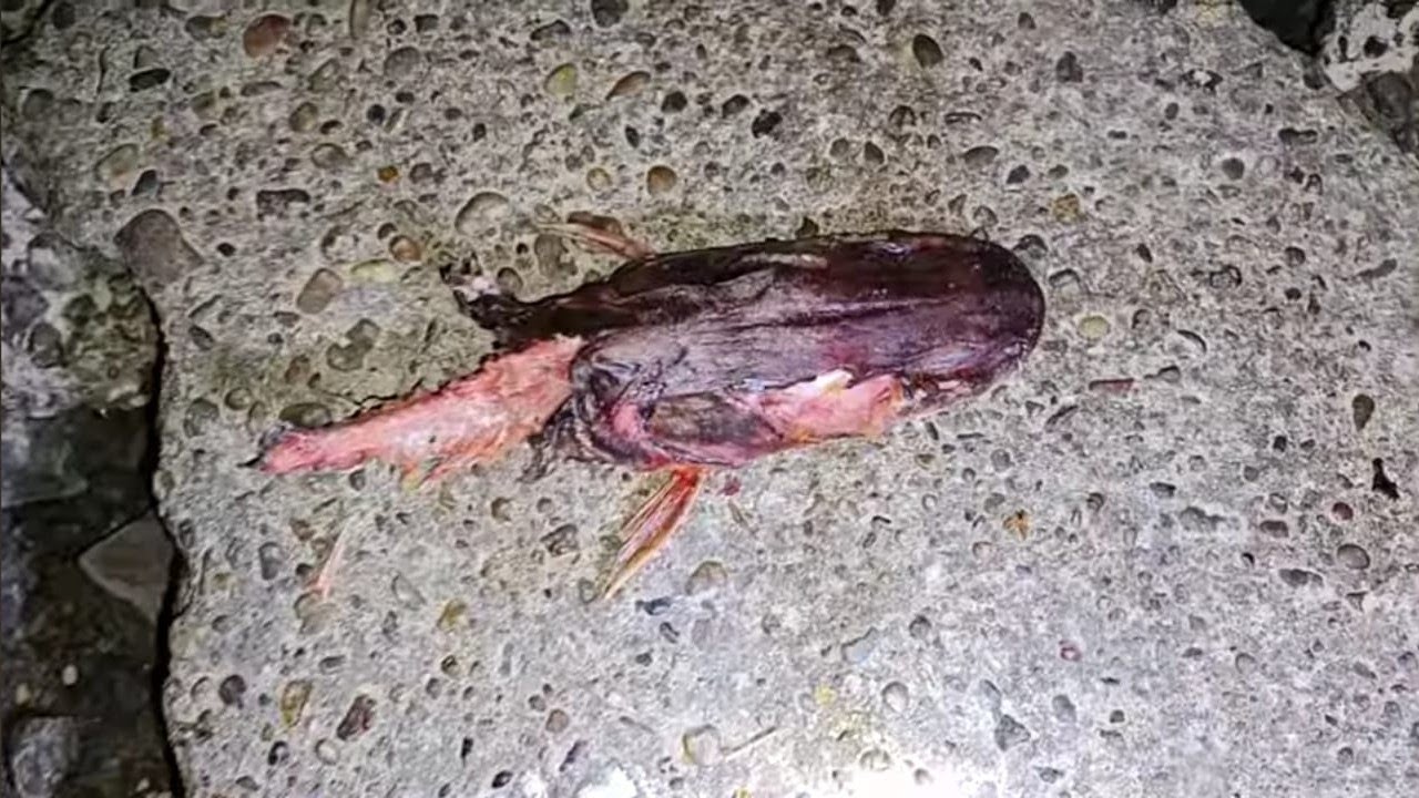 NOS FUIMOS A PESCAR AL RIO DE LA PLATA!!  MUCHOS MONCHOLOS Y BAGRES AMARILLOS!!