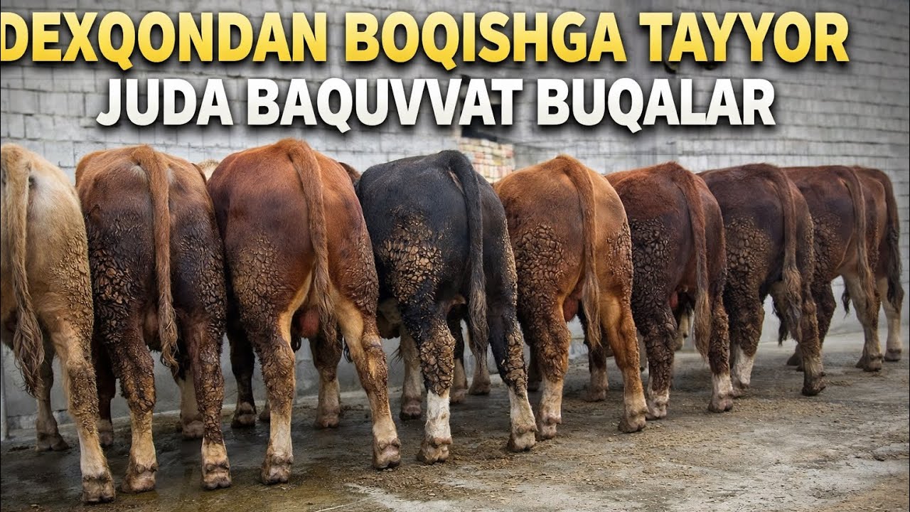 DEXOMDAN BOQISHGA TAYYOR JUDA BAQUVVAT BUQALAR NARXLARNI YAXSHI AYTDI 