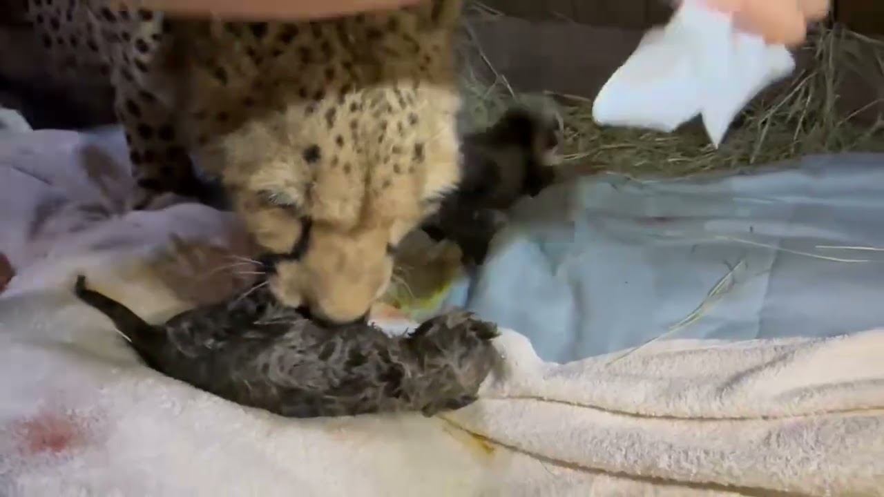 Cheetah cubs few hours old