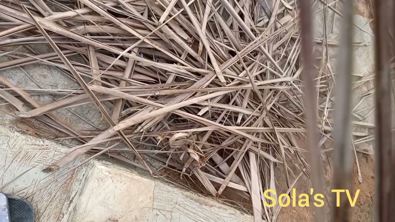 How to make broom from coconut leaves
