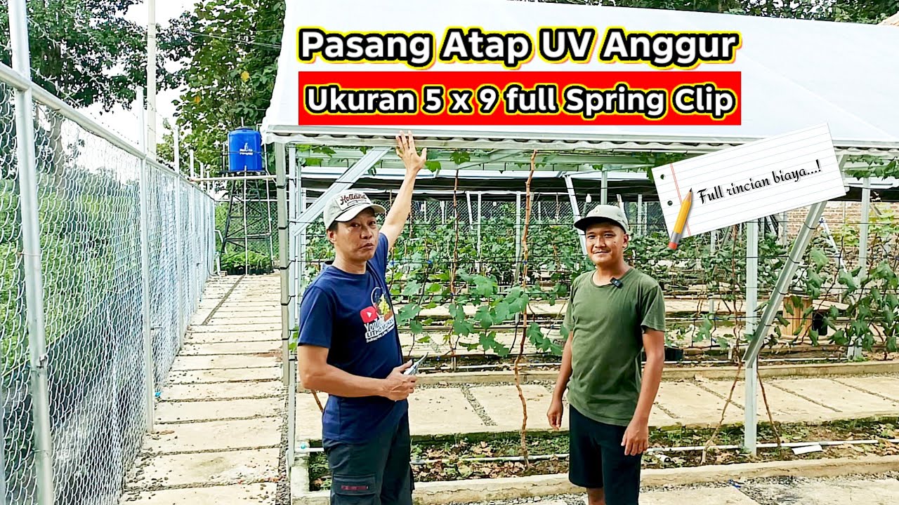 Biaya Pemasangan Atap UV Anggur Ukuran 5x9 Full Spring Clip #plastikuv #greenhouse