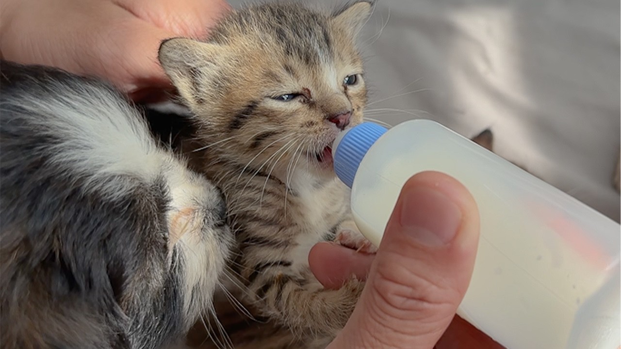 Abandoned Kitten Drinks Milk for the First Time — Puppy Watches Closely