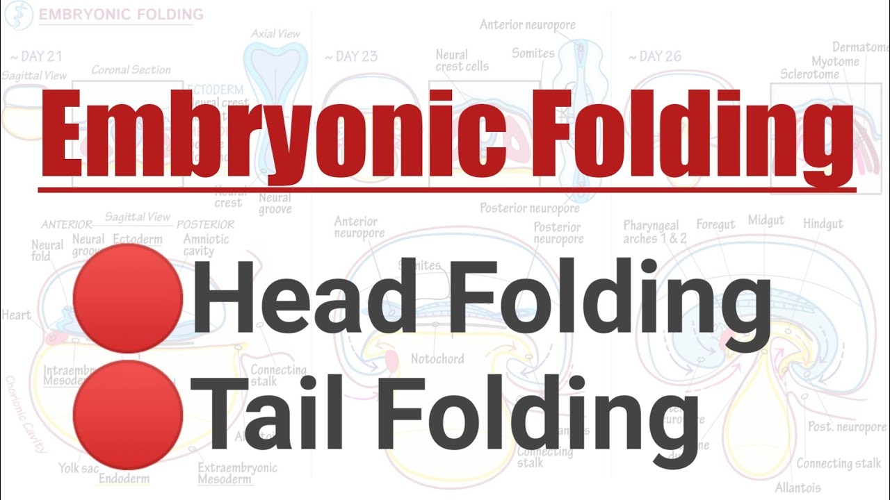 Folding of Embryo || Head and Tail Folding || Embryonic Folding