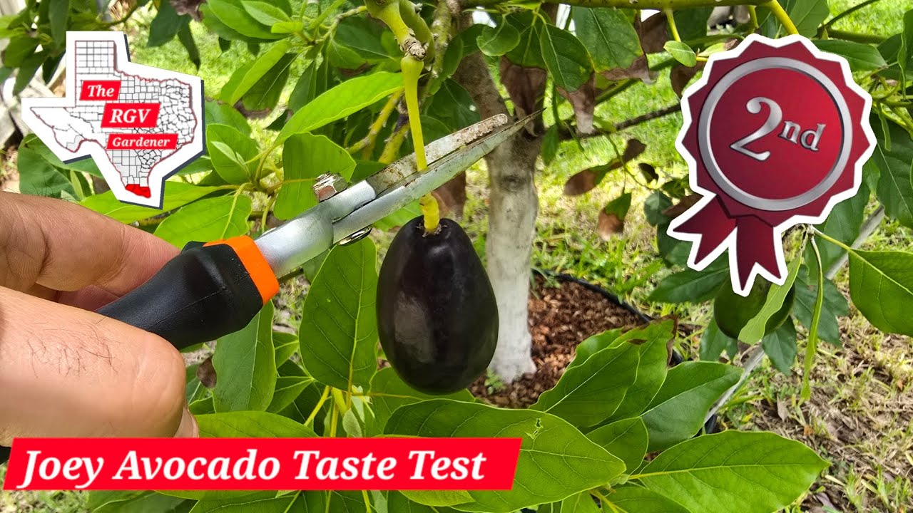 Second Fruit Taste.   Finally the Joey Avocado! 🥑 || The RGV Gardener