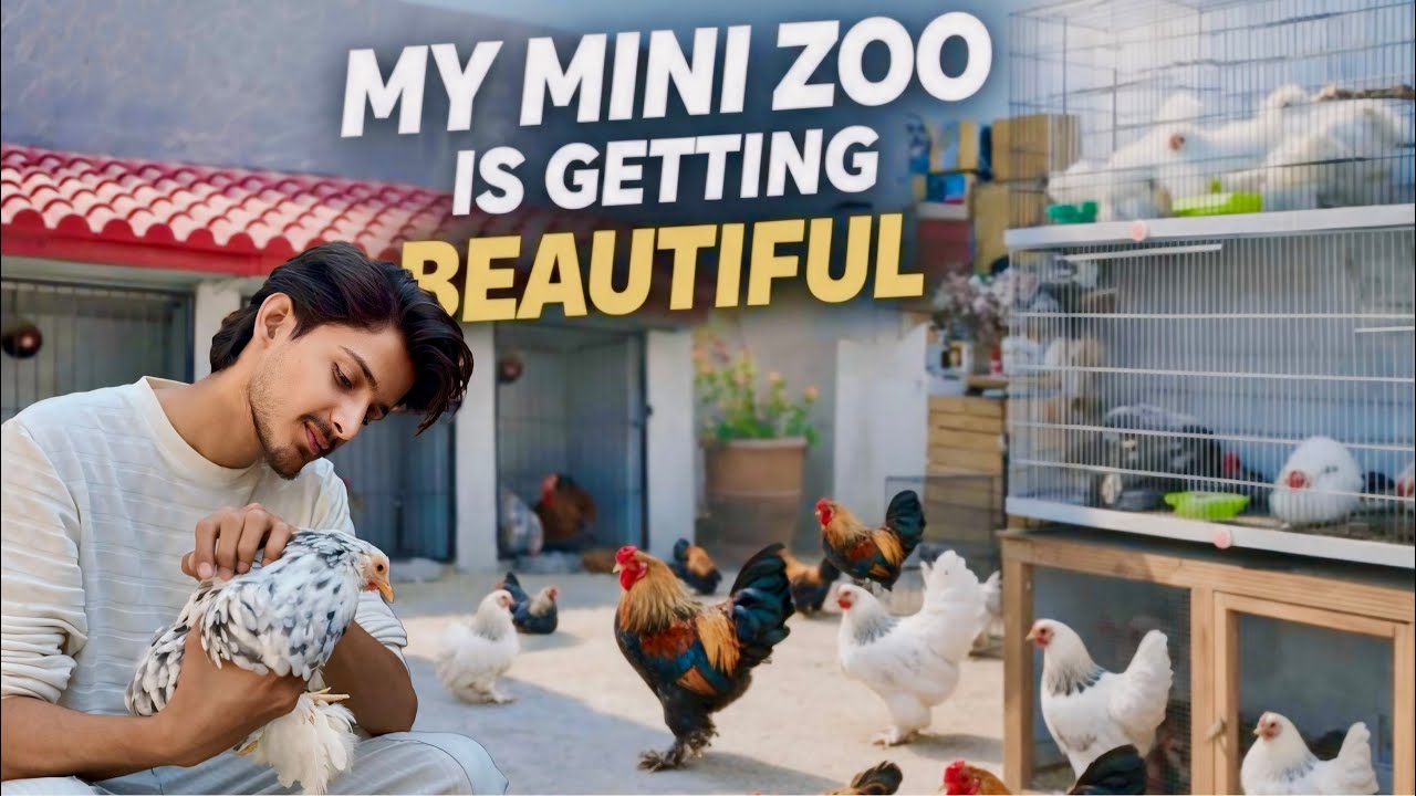 Zoo Ko Mini Chickens Sy Bhar Diya 🎉 😍