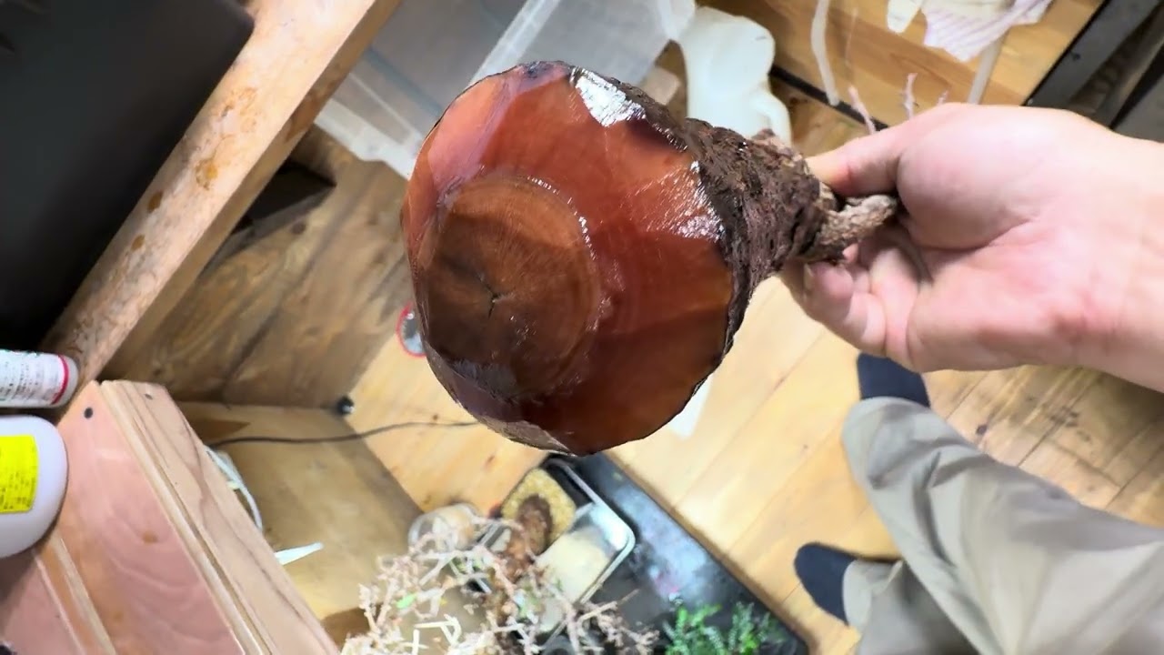 パキプス発根管理3/5夕方　アドバイスをドシドシ下さい