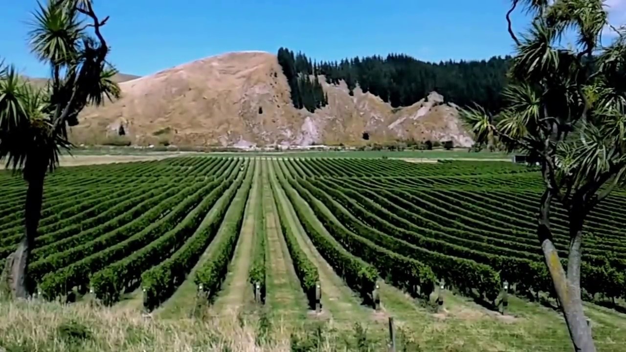 Vineyard Canopy Management - Leaf Removal