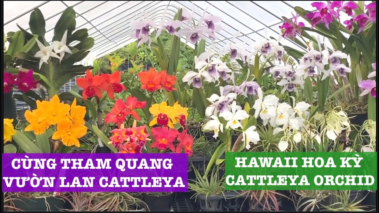 CATTLEYA Ở MỸ HỌ YÊU THÍCH VÀ TRỒNG NHƯ THẾ NÀO NHÉ ?