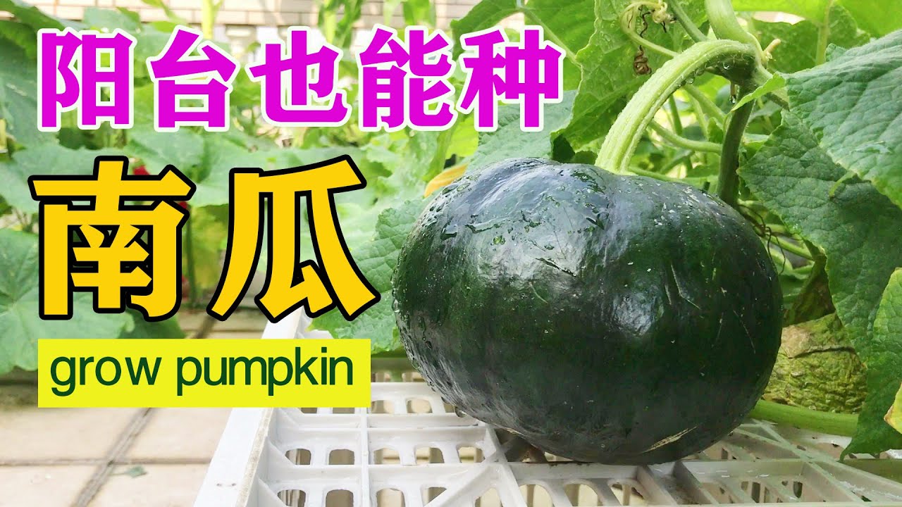 阳台种南瓜，比种叶菜还简单，没虫害，好管理，一个能长3斤重
