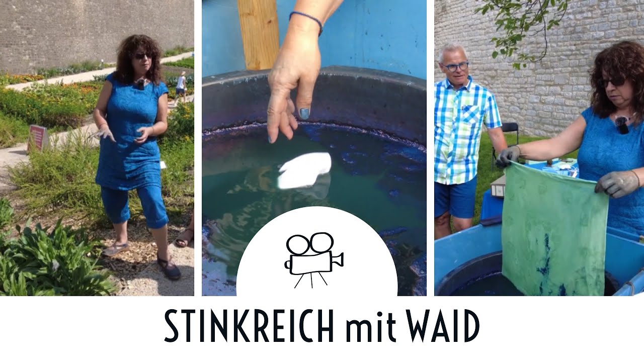 Färben mit Waid - Diese Pflanze machte Erfurt stinkreich