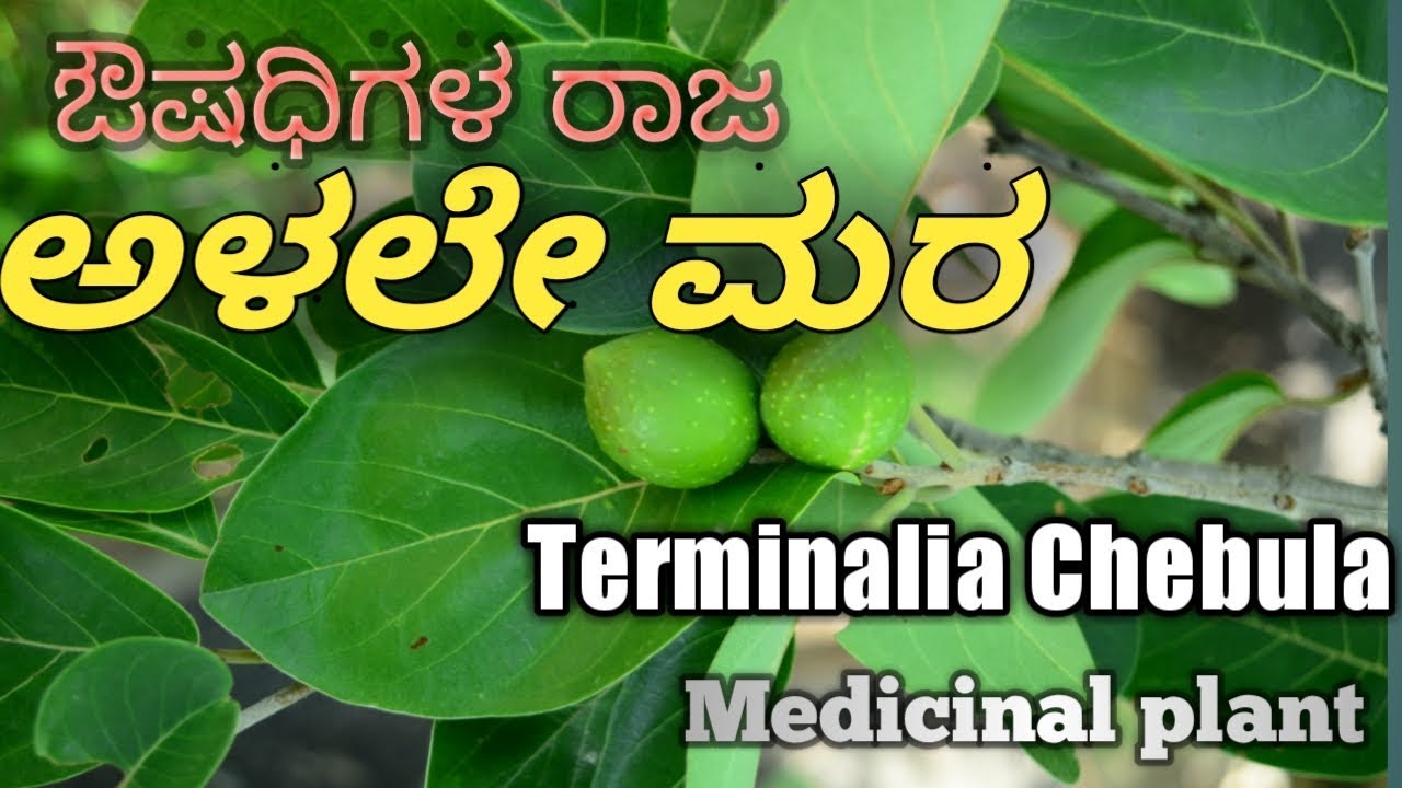 ಅಳಲೇ, Chebulic Myrobalan, Terminalia Chebula