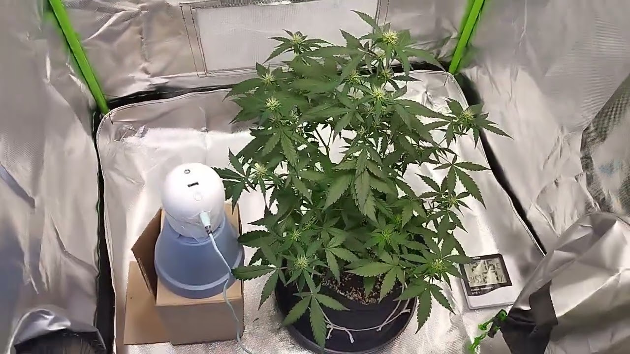 MEU PRIMEIRO CULTIVO Semente autom&aacute;tica Cannabis Amnesia Budha