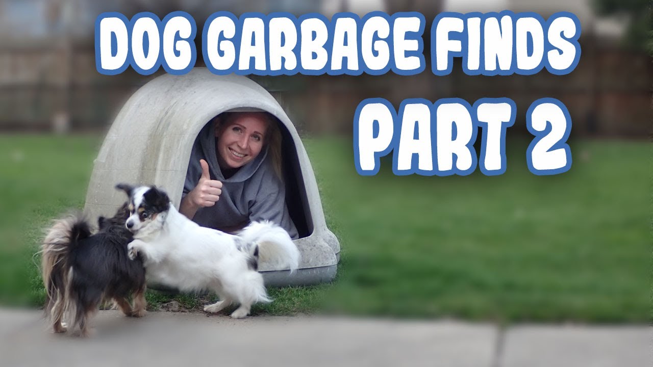 Someone Threw Away A Dogloo | Igloo Doghouse for Our Chihuahuas | Dogs Getting Used To Dogloo Indigo
