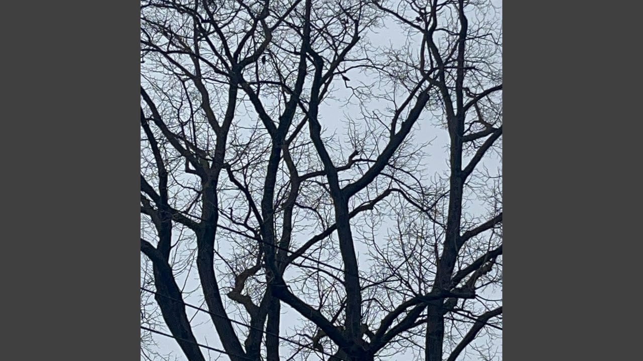 Оголени клони