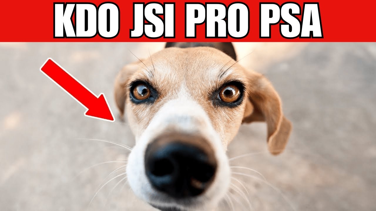 Váš pes vás nevidí jako člověka – takhle vás vnímá!