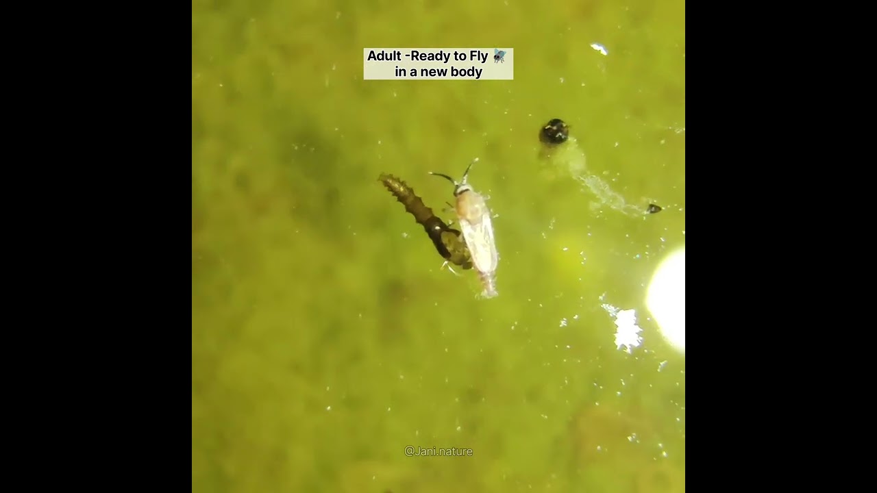 Larvae, Pupae and Adult of a Biting-Midge