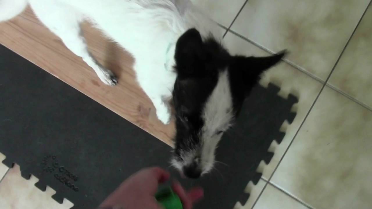 Positions de marche au pied avec les plateformes - dog dancing et proprioception