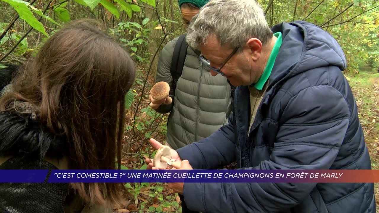 Yvelines | Une matinée cueillette de champignons en  forêt de Marly