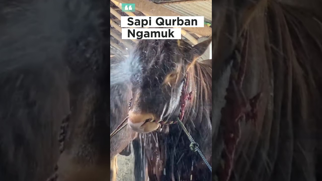 sapi ngamuk, sapi qurban, big cow #shorts #cow #lembu