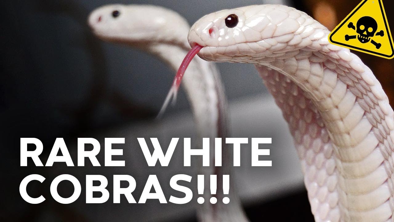 INCREDIBLE WHITE COBRAS & OTHER VENOMOUS SNAKES