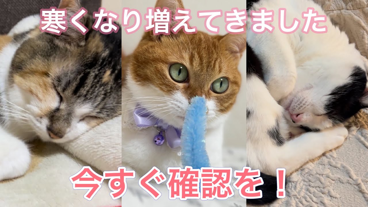 今すぐできる冬の病気対策、自宅は大丈夫？？【元病院猫のミケちゃんとれいちゃん、元保護猫こにゃん】
