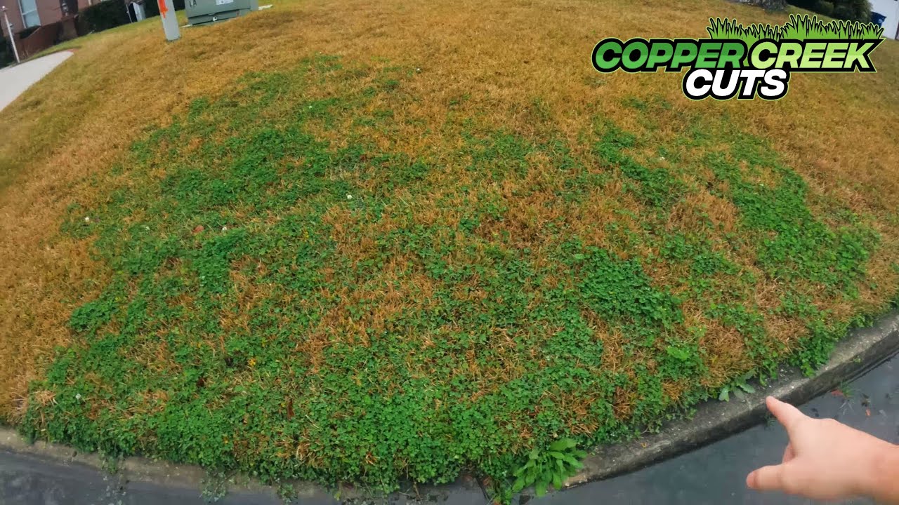 How To Quote Lawn Care Mowing Jobs (The One With The Overgrown Hedges)