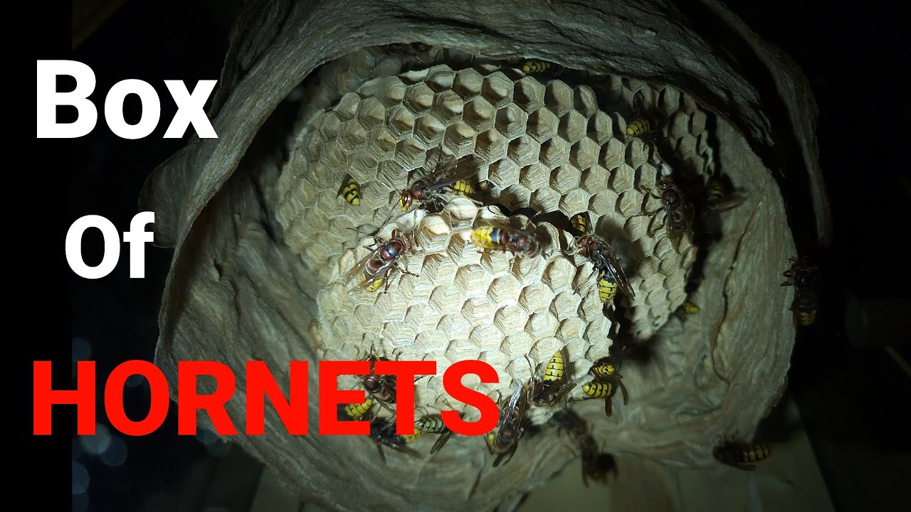 European Hornet Nest Inside My Barn | Hornets As Pets | Wasp Nest Removals