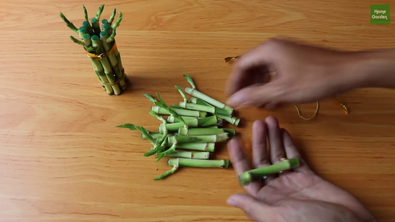 Trồng tre may mắn trong nước dễ như trở bàn tay | Grow lucky bamboo in water is as easy as hand