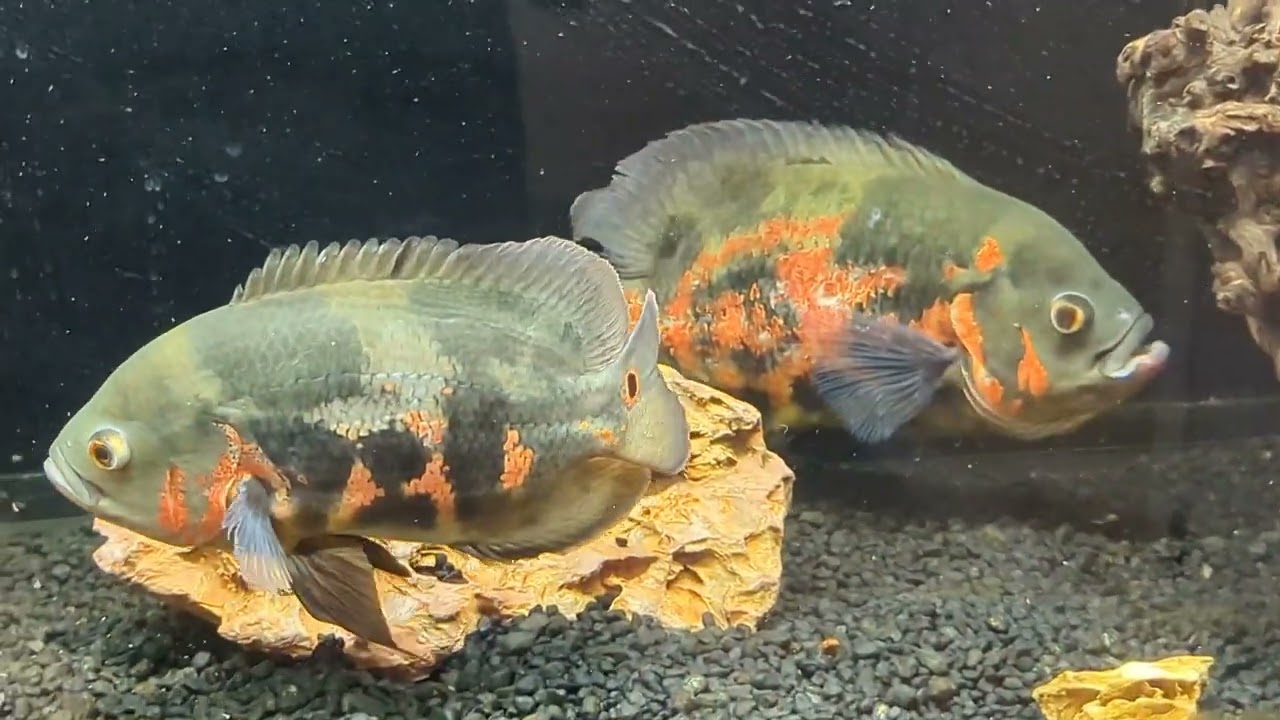 My NEW Oscar fish Fight 🫣