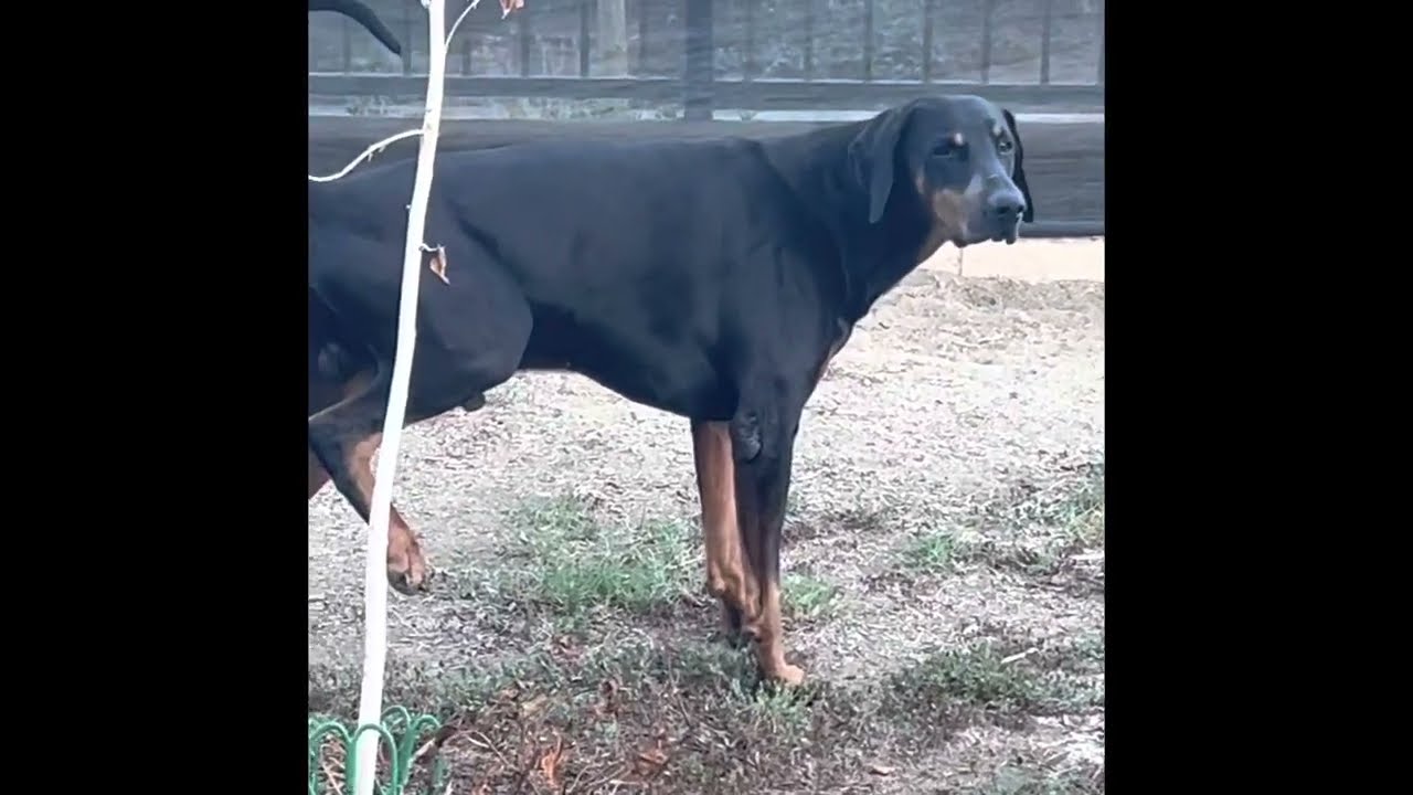 My Doberman Max Morning Pee