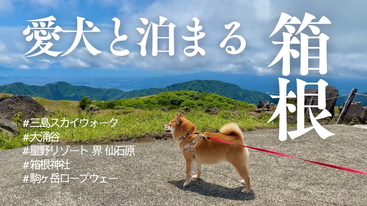 【柴犬と旅行】星野リゾート界 仙石原に泊まってみた【箱根】