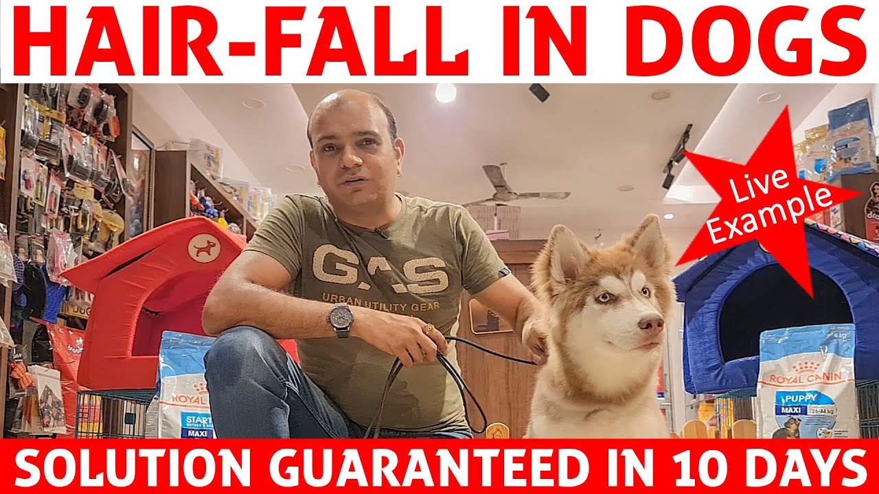 Hair Fall in Dogs - Solution Guaranteed in 10 Days | Puppies & Dogs Grooming Tips | Baadal Bhandaari