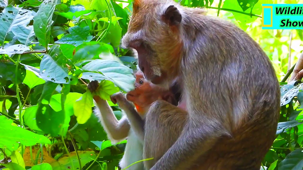 Really poor blind monkey Vigo, she tries hug mom to walk in forest | WS