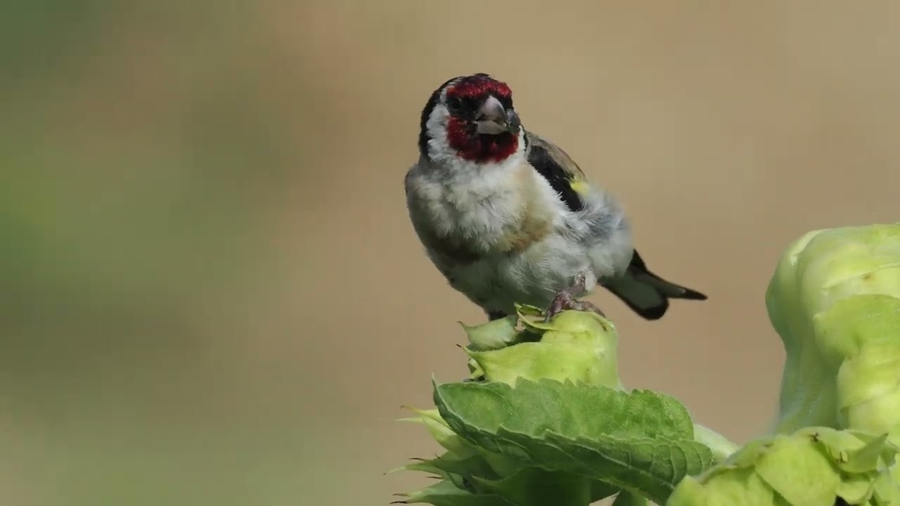 Der Stieglitz (Distelfink)